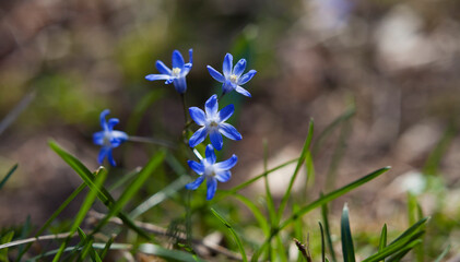 Scilla siberica, wild blue early flower -  Siberian squill or wood squill, is a species of flowering plant in the family Asparagaceae.