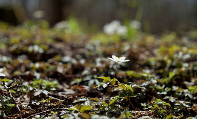 Woodland anemone - Anemone nemorosa-  white and yellow blooming  rare wild flowers.