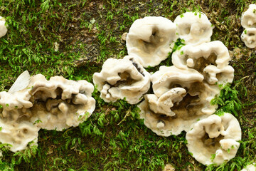 Mushroom details and closeups  in European Beech forest in fall