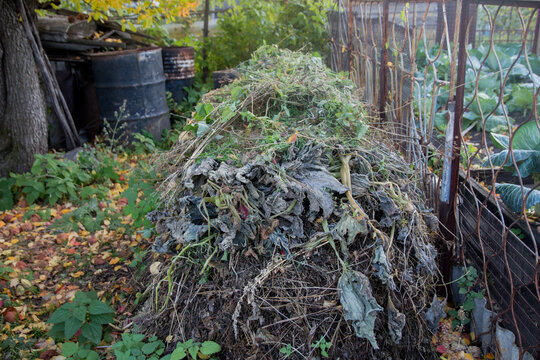 Shredded grass and dry fallen leaves of trees are used for mulching beds. Man's hands shovel grass cuttings and fallen leaves into compost heap in his backyard