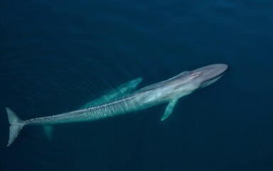 shark underwater © George