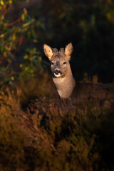 Roe Buck nestled in the heather at sunrise