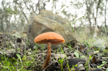 Unique wild mushroom Flammulina cephalariae
