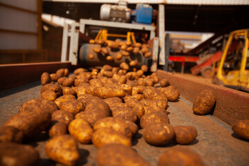 Factory interior. Potato production. Factory equipment, product manufacturing process. Modern factory.