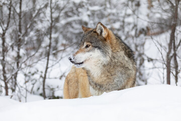 Obraz premium One beautiful wolf standing in the snow in beautiful winter forest