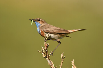 Pechiazul con una oruga en la sierra de gredos