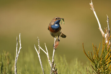 Pechiazul con una oruga en la sierra de gredos