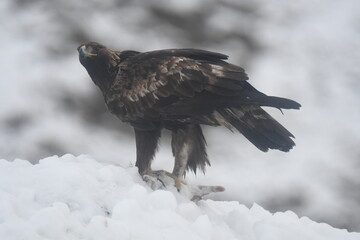 Aguila real en la montaña