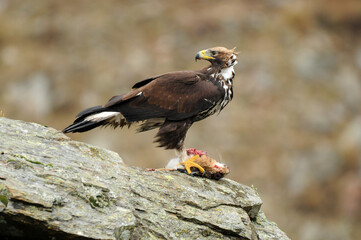 Aguila real en la montaña