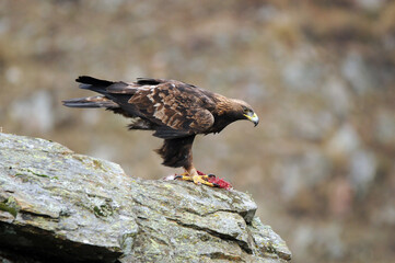 Aguila real en la montaña