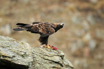 Aguila real en la montaña