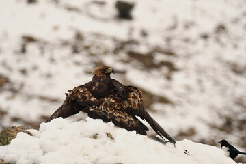 Aguila real en la montaña