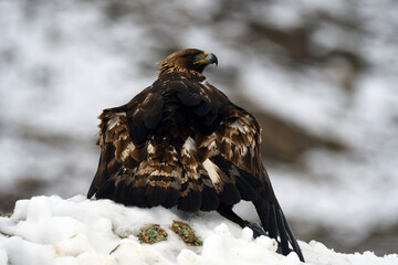 Aguila real en la montaña