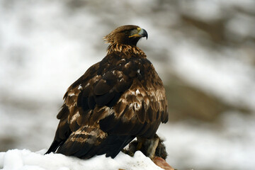 Aguila real en la montaña