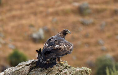 Aguila real en la montaña