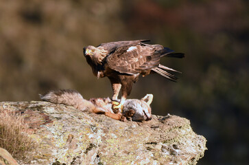 Aguila real en la montaña
