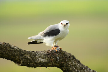 Un elanio se come su presa en el arbol