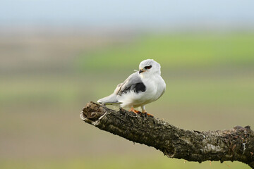 Un elanio se come su presa en el arbol