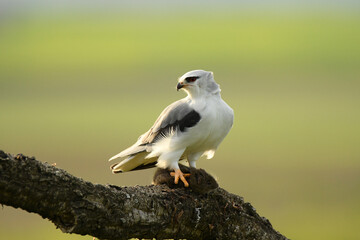 Obraz premium Un elanio se come su presa en el arbol