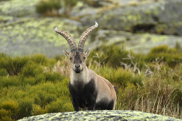 Macho montes en gredos