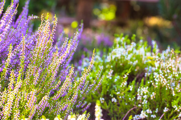 Beautiful blooming purple heather in wood, forest, meadow at sunny day. Small lilac flowers on long stems in botanical garden. Flowering, gardening, floriculture. Calluna vulgaris on green background.