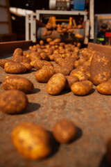 Factory interior. Potato production. Factory equipment, product manufacturing process. Modern factory.