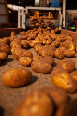 Factory interior. Potato production. Factory equipment, product manufacturing process. Modern factory.