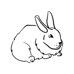 Big fluffy rabbit sitting Hand drawn vector illustrations