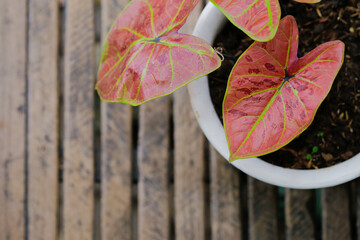Caladium is Queen of foliage plant in Thailand with copy space