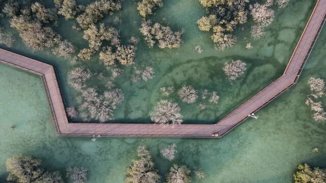 Mangroves in Abu Dhabi, unique ecosystem along the coastline. Aerial view.