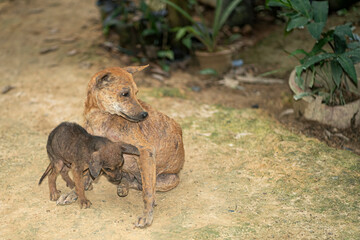 A sickly looking dog with its puppy. Selective focus points