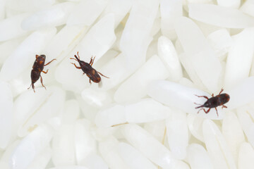 Close up of adults rice weevils - Sitophilus oryzae on rice grains.