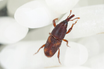 Close up of adults rice weevils - Sitophilus oryzae on rice grains.