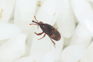 Close up of adults rice weevils - Sitophilus oryzae on rice grains.