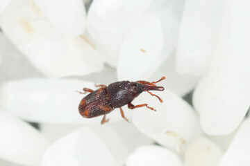 Close up of adults rice weevils - Sitophilus oryzae on rice grains.