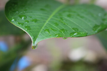water drops on leaf