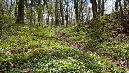 Ficaria verna - lesser celandine or pilewort, Anemone nemorosa -  white and yellow blooming woodland anemone - wild flowers in the early sunny spring forest landscape.