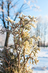 Coniferous tree (thuja) covered with beautiful frost in winter against the blue sky in park