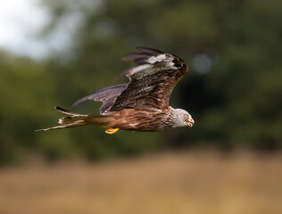 Red Kite Feeding In Flight