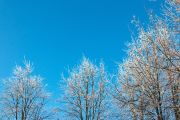 Blue sky background in winter with beautiful frozen branches in white