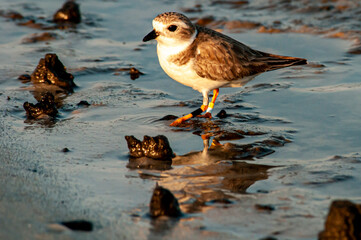 pipping plover
