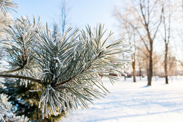 Coniferous tree (pine) covered with beautiful frost in winter against the blue sky in park