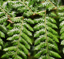 Farn, Blätter, Baumfarn, Palme, Palmwedel