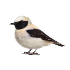 Cute hand drawn Black-eared wheatear (Oenanthe hispanica) isolated on white background. Realistic illustration for your design, prints, childrens books illustrating. 