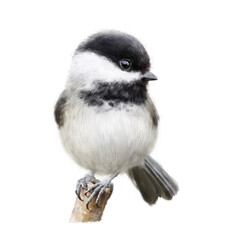 Black-capped Chickadee close up perched on branch. Realistic cute bird illustration isolated on white