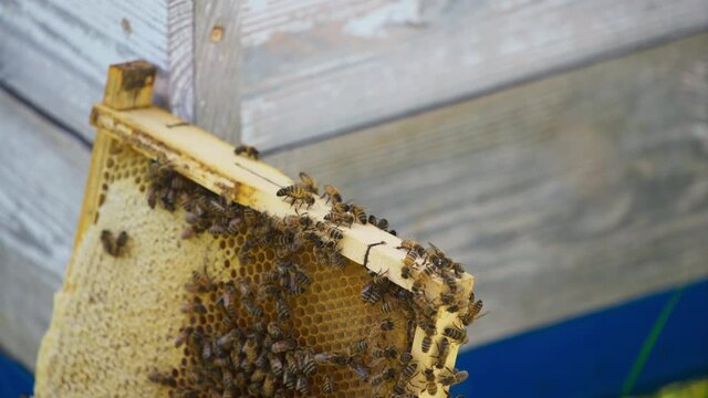 Bee brood crawling over the frame with honeycomb. Frame full of honey and bees put against the bee hive. Close up.