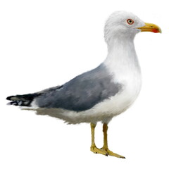 Naklejka premium The common Yellow-legged Gull isolated on white background. Realistic illustration for your design, prints, vacation advertising, childrens books illustrating. 