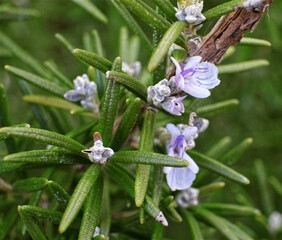 Rosmarin, Kräuter, Heilpflanze