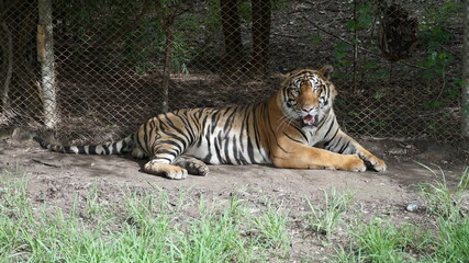 tiger in thailand zoo