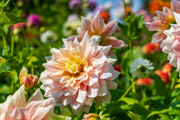 Dahlia flowers with the colors yellow and pink in a castle garden in Lisse, the Netherlands